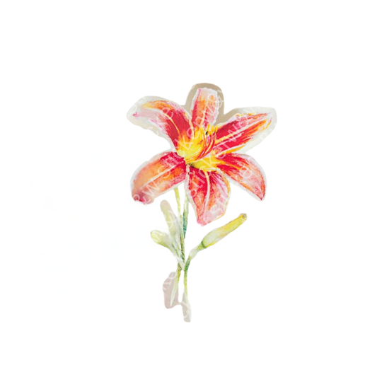 Daylily Sticker