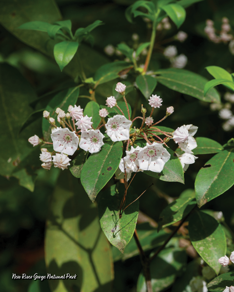 16x20 Poster: Mountain Laurel Blooming, New River Gorge National Park